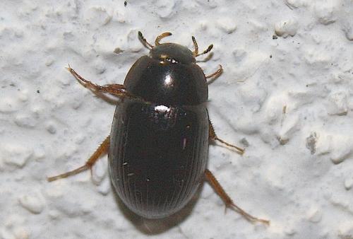 Réf. 213 140 : Hydrobius sp.